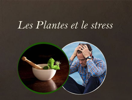 Les plantes et le stress